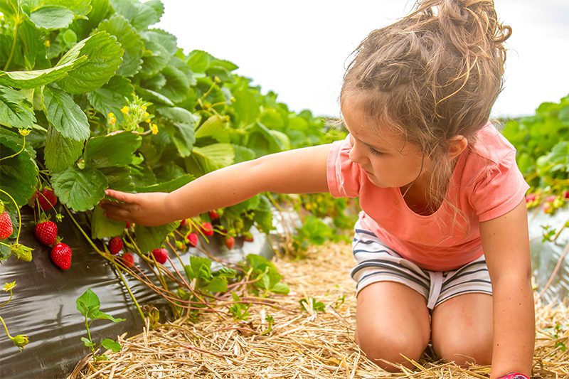 strawberry fields